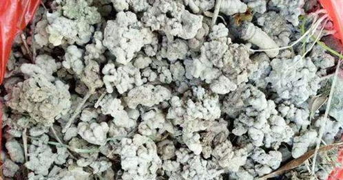 家庭養花必備 最適用的有機肥與土壤改良劑解析