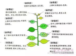 限時優惠 土壤改良劑新研發，第二套免費送！