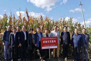 專治鹽堿地 價低效果好 這款土壤改良劑要火